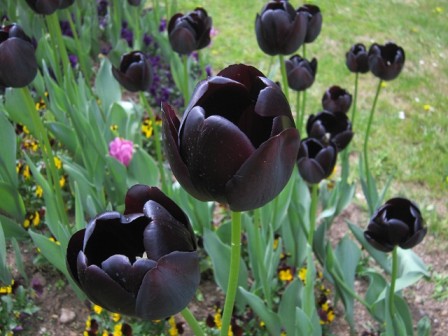 TulipesNoires.jpg